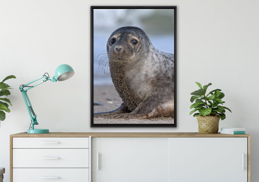niedliche Robbe am Strand auf Leinwandbild gerahmt verschiedene Größen im Wohnzimmer