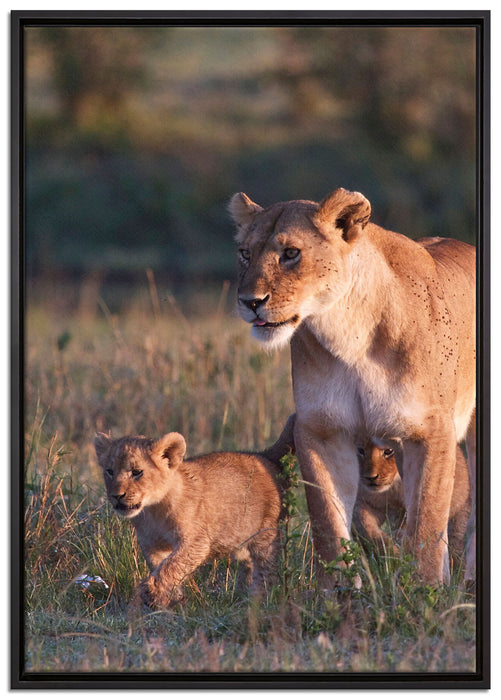 Löwenmutter mit Jungtieren auf Leinwandbild gerahmt Größe 100x70
