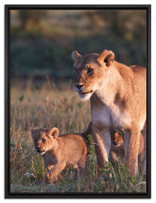 Löwenmutter mit Jungtieren auf Leinwandbild gerahmt Größe 80x60