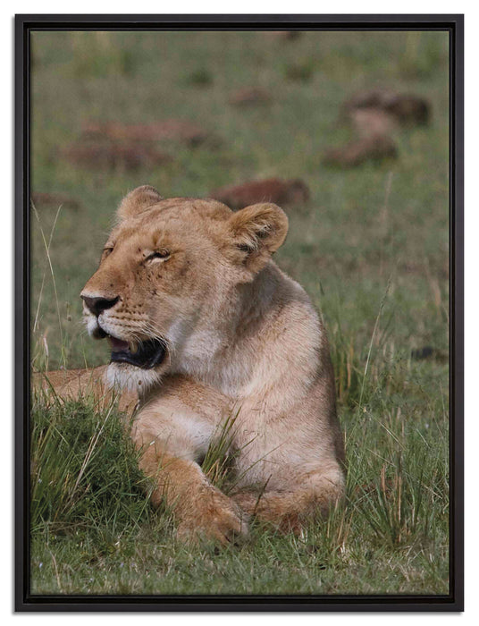 Löwin entspannt im Gras auf Leinwandbild gerahmt Größe 80x60