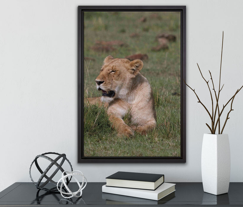 Löwin entspannt im Gras auf Leinwandbild gerahmt mit Kirschblüten