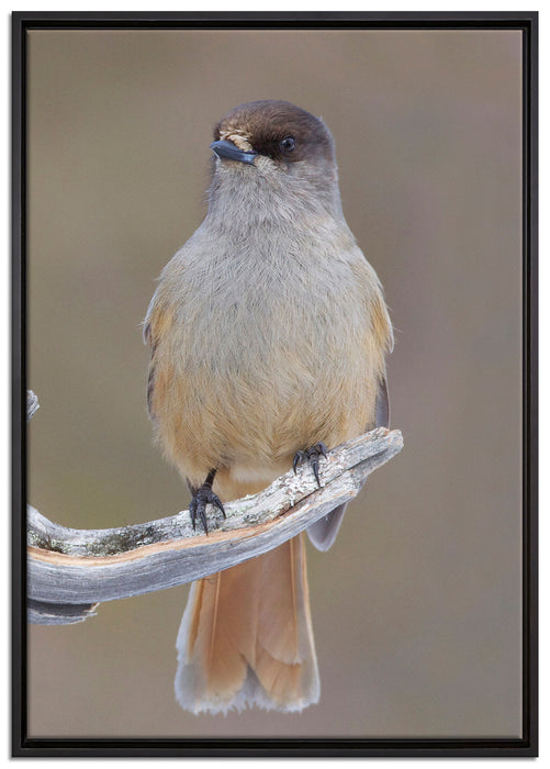 kleiner Vogel auf Ast auf Leinwandbild gerahmt Größe 100x70
