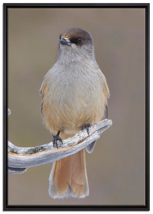 kleiner Vogel auf Ast auf Leinwandbild gerahmt Größe 100x70