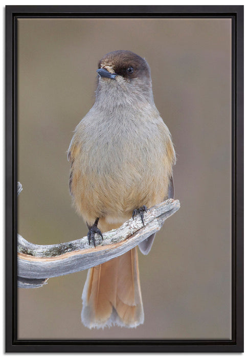 kleiner Vogel auf Ast auf Leinwandbild gerahmt Größe 60x40