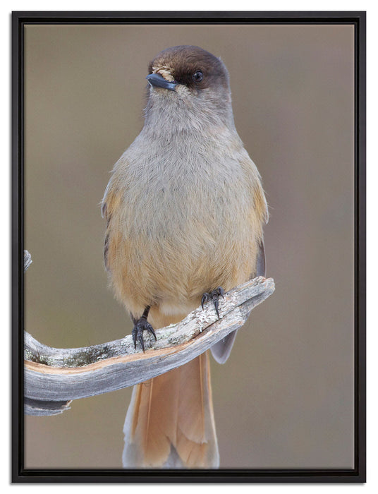 kleiner Vogel auf Ast auf Leinwandbild gerahmt Größe 80x60