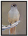 kleiner Vogel auf Ast auf Leinwandbild gerahmt Größe 80x60