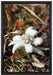 flauschige weiße Blüte auf Leinwandbild gerahmt Größe 60x40