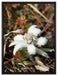 flauschige weiße Blüte auf Leinwandbild gerahmt Größe 80x60
