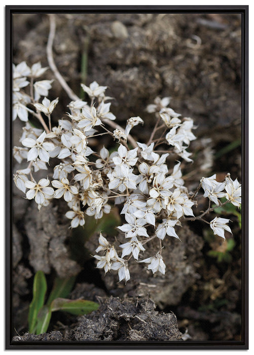 kleine weiße Sternblumen auf Leinwandbild gerahmt Größe 100x70
