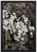 kleine weiße Sternblumen auf Leinwandbild gerahmt Größe 60x40