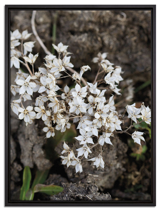 kleine weiße Sternblumen auf Leinwandbild gerahmt Größe 80x60