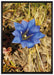 Wunderschöner Enzian im Kornfeld auf Leinwandbild gerahmt Größe 100x70