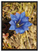 Wunderschöner Enzian im Kornfeld auf Leinwandbild gerahmt Größe 80x60