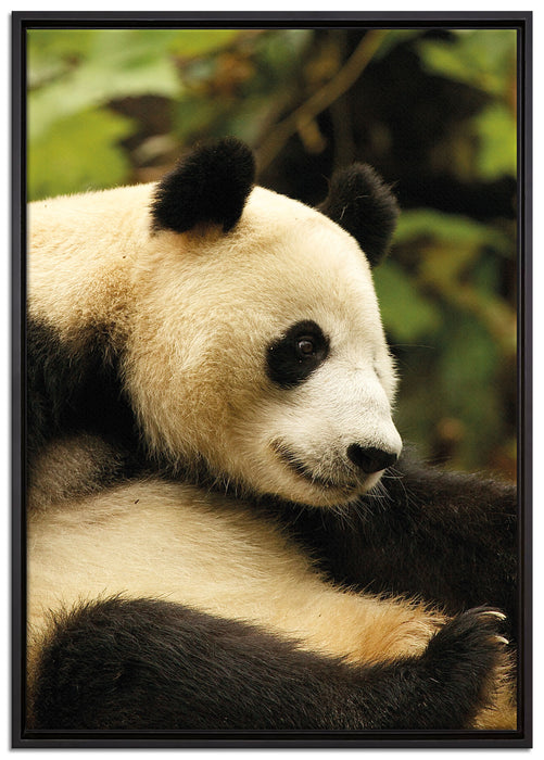 niedlicher Pandabär auf Leinwandbild gerahmt Größe 100x70