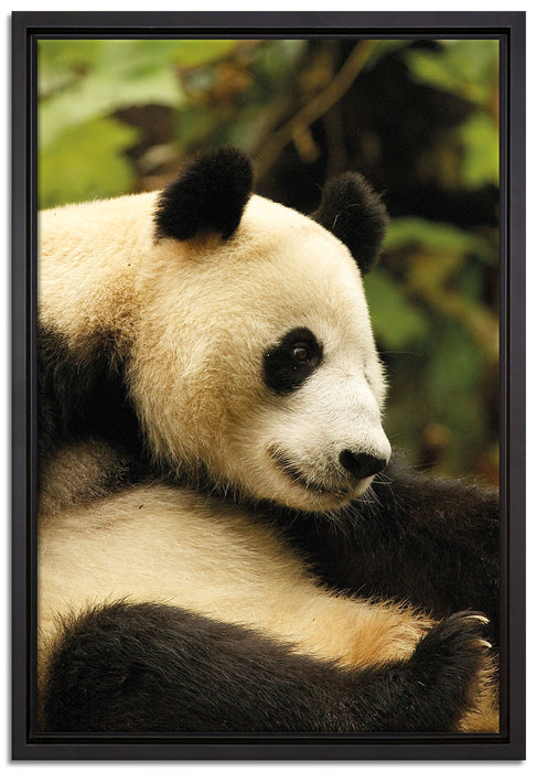 niedlicher Pandabär auf Leinwandbild gerahmt Größe 60x40