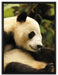 niedlicher Pandabär auf Leinwandbild gerahmt Größe 80x60