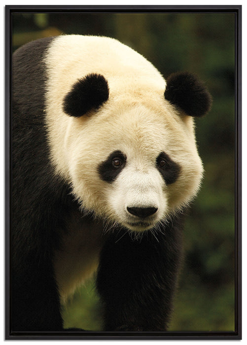 großer Pandabär auf Leinwandbild gerahmt Größe 100x70