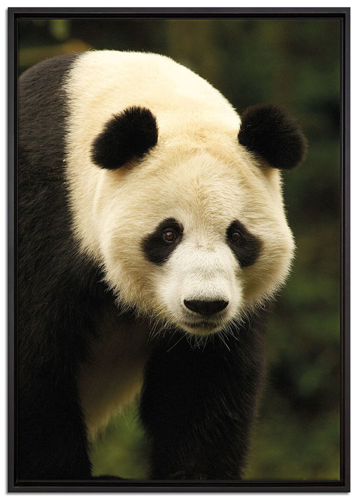 großer Pandabär auf Leinwandbild gerahmt Größe 100x70