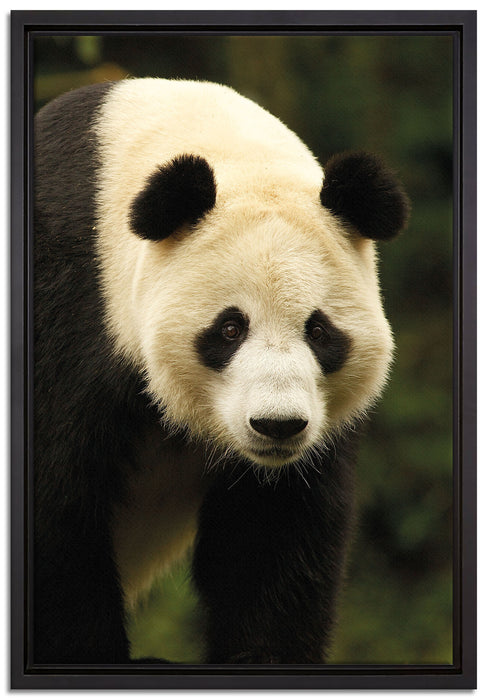 großer Pandabär auf Leinwandbild gerahmt Größe 60x40