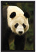 großer Pandabär auf Leinwandbild gerahmt Größe 60x40