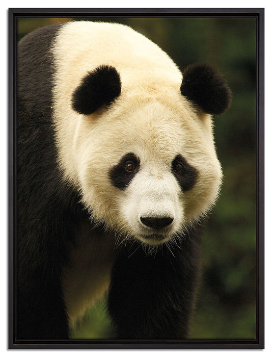 großer Pandabär auf Leinwandbild gerahmt Größe 80x60