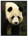 großer Pandabär auf Leinwandbild gerahmt Größe 80x60