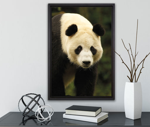 großer Pandabär auf Leinwandbild gerahmt mit Kirschblüten