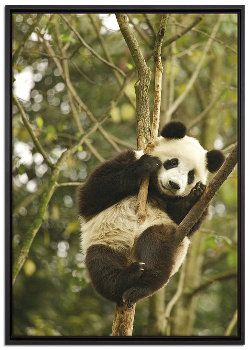 niedlicher Pandabär auf Baum auf Leinwandbild gerahmt Größe 100x70