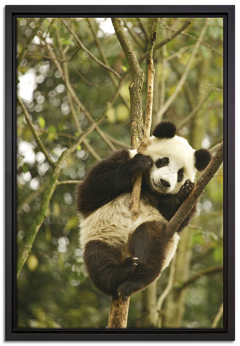 niedlicher Pandabär auf Baum auf Leinwandbild gerahmt Größe 60x40