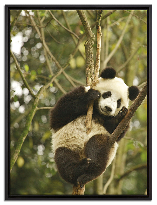 niedlicher Pandabär auf Baum auf Leinwandbild gerahmt Größe 80x60