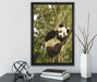 niedlicher Pandabär auf Baum auf Leinwandbild gerahmt mit Kirschblüten
