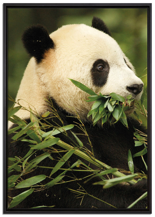 Pandabär beim Fressen auf Leinwandbild gerahmt Größe 100x70