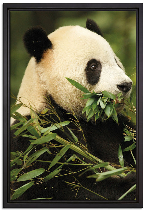 Pandabär beim Fressen auf Leinwandbild gerahmt Größe 60x40