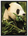 Pandabär beim Fressen auf Leinwandbild gerahmt Größe 80x60