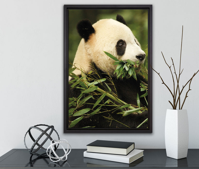 Pandabär beim Fressen auf Leinwandbild gerahmt mit Kirschblüten