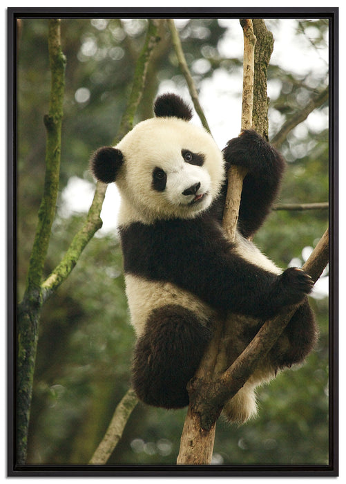 niedlicher Pandabär auf Baum auf Leinwandbild gerahmt Größe 100x70
