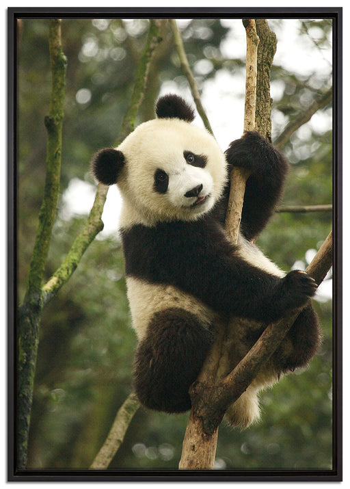 niedlicher Pandabär auf Baum auf Leinwandbild gerahmt Größe 100x70