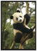 niedlicher Pandabär auf Baum auf Leinwandbild gerahmt Größe 100x70