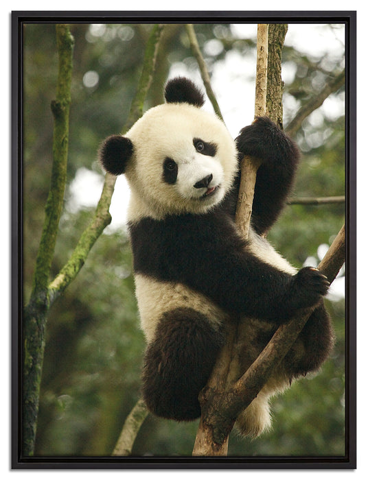 niedlicher Pandabär auf Baum auf Leinwandbild gerahmt Größe 80x60