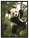 niedlicher Pandabär auf Baum auf Leinwandbild gerahmt Größe 80x60