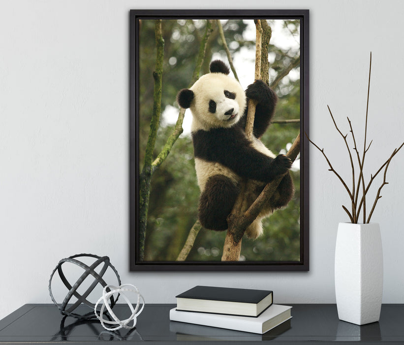 niedlicher Pandabär auf Baum auf Leinwandbild gerahmt mit Kirschblüten