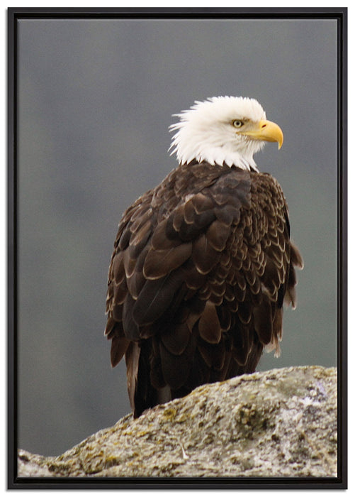 wachsamer Adler auf Fels auf Leinwandbild gerahmt Größe 100x70