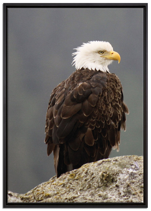 wachsamer Adler auf Fels auf Leinwandbild gerahmt Größe 100x70
