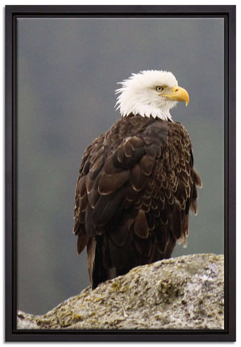 wachsamer Adler auf Fels auf Leinwandbild gerahmt Größe 60x40