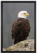 wachsamer Adler auf Fels auf Leinwandbild gerahmt Größe 60x40
