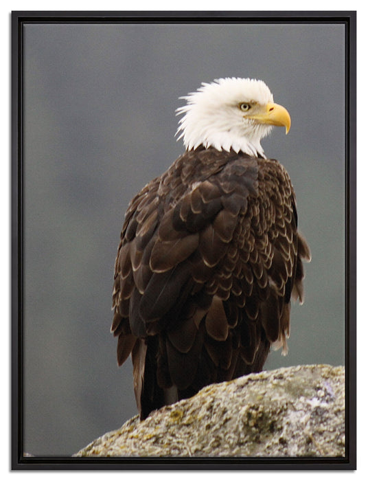 wachsamer Adler auf Fels auf Leinwandbild gerahmt Größe 80x60