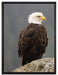 wachsamer Adler auf Fels auf Leinwandbild gerahmt Größe 80x60