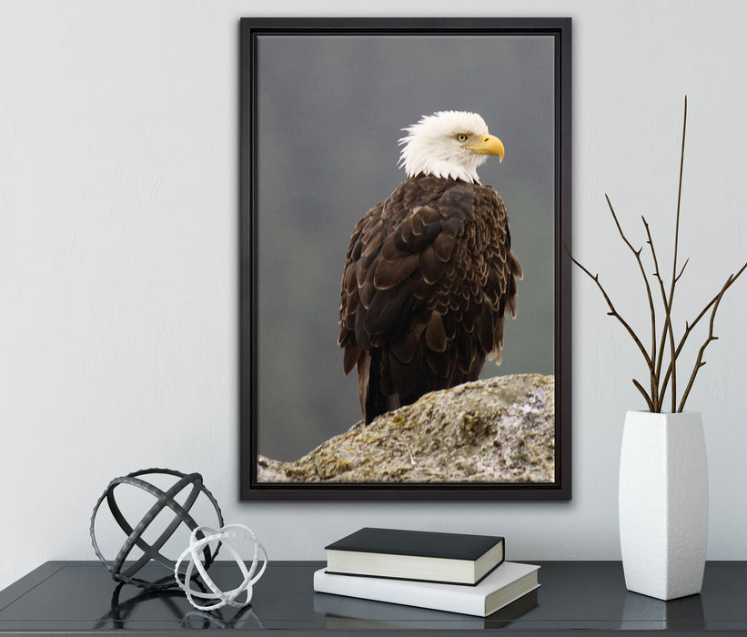 wachsamer Adler auf Fels auf Leinwandbild gerahmt mit Kirschblüten