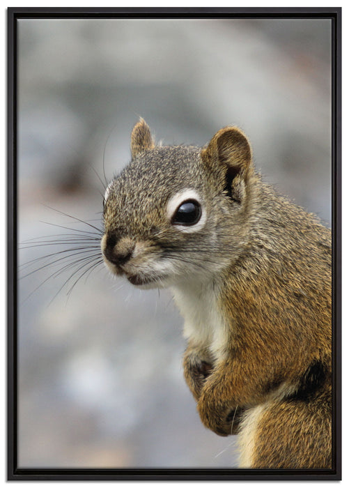 kleines wachsames Eichhörnchen auf Leinwandbild gerahmt Größe 100x70