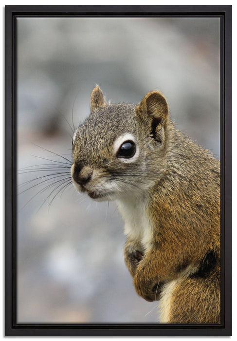 kleines wachsames Eichhörnchen auf Leinwandbild gerahmt Größe 60x40